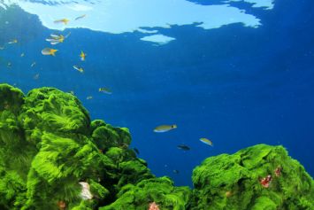 Un océan avec des poissons