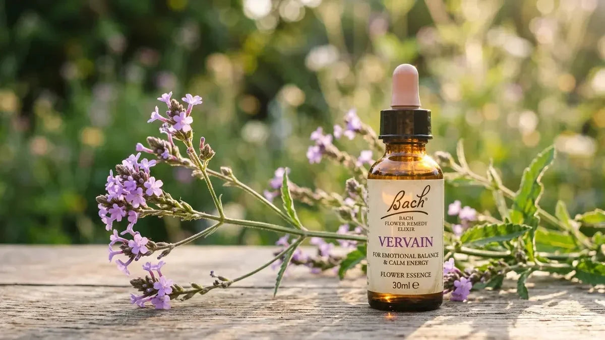 Fleur de Bach Vervain : bienfaits, profil émotionnel et utilisation pas à pas