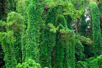 Des arbres 