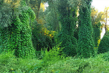 Une forêt de kuzdu
