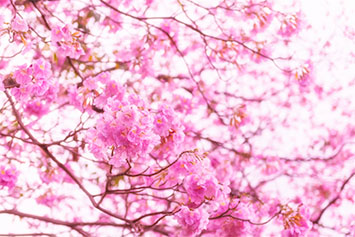 Des fleurs de Lapacho