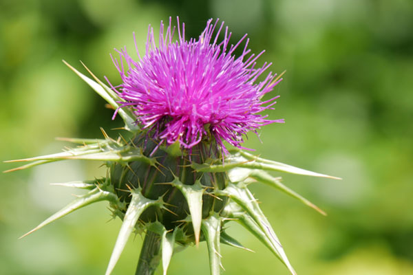 Des feulles de chardon marie