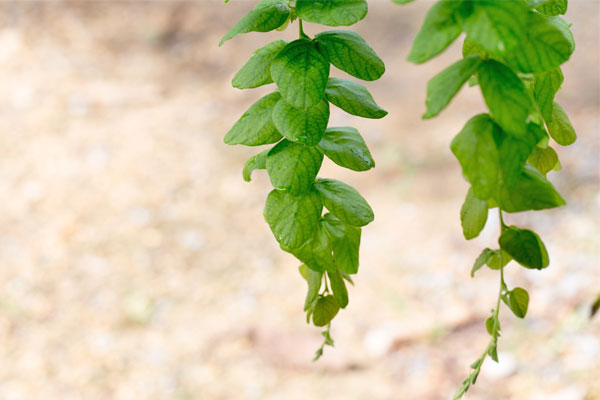 Une plante de desmodium suspendu