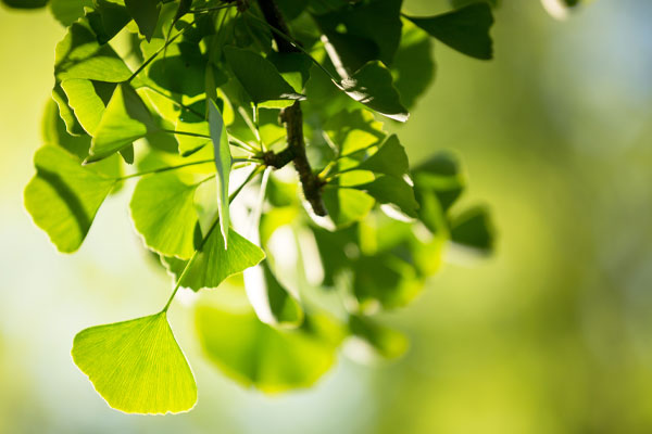 Des feuilles vertes 