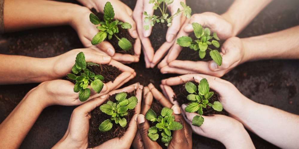 Des mains tenant en rond des plantes.
