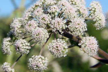 Des fleurs de Valériane