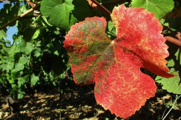 Une palnte de vigne rouge.
