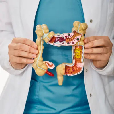 Médecin tenant une illustration du système digestif et du côlon, pour représenter la digestion et le transit intestinal