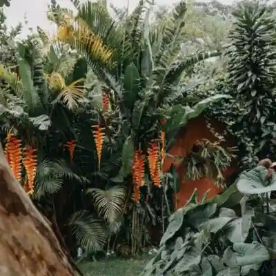 Plantes amazoniennes