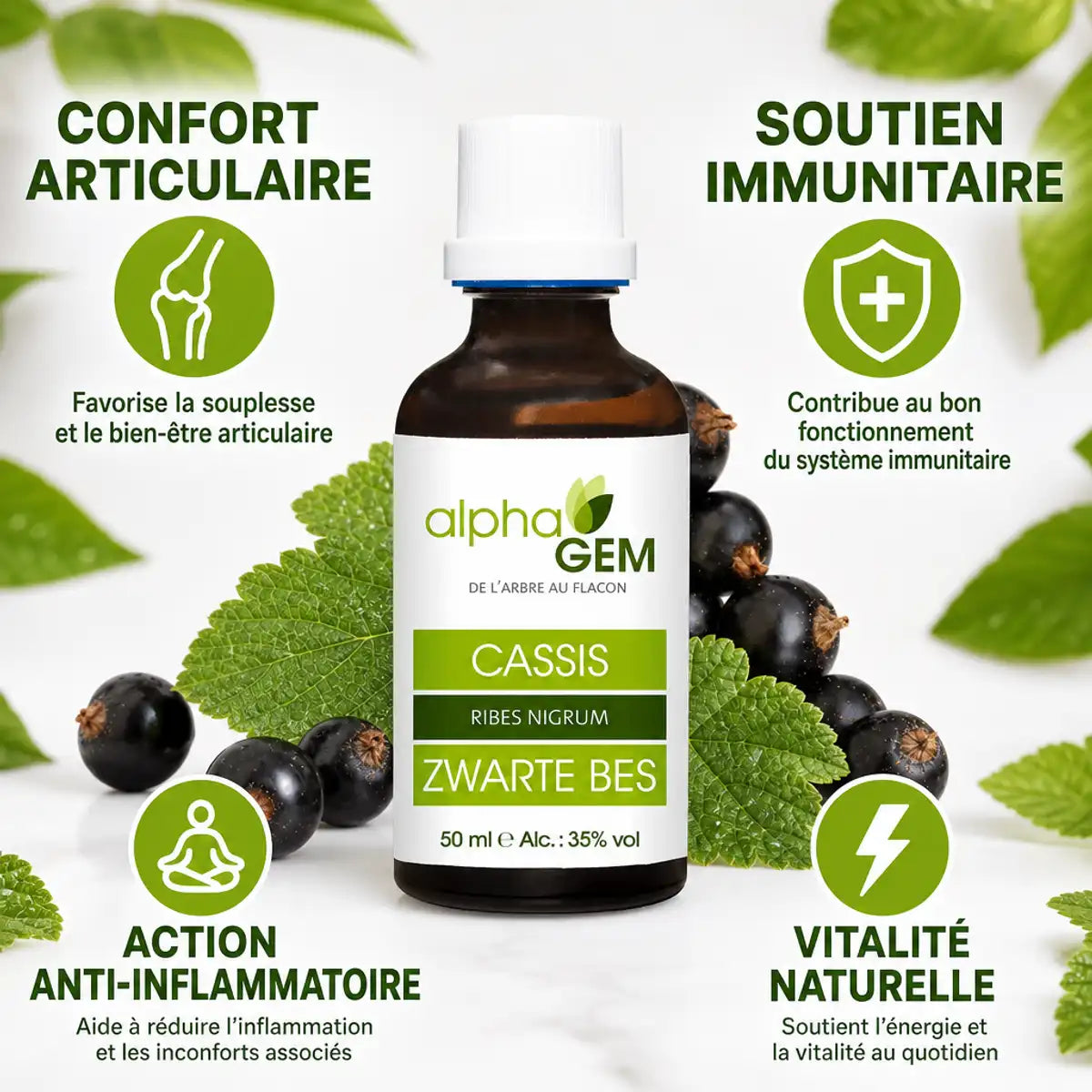 Bourgeons Cassis Bio Alphagem - Flacon avec cassis frais, confort articulaire et immunité