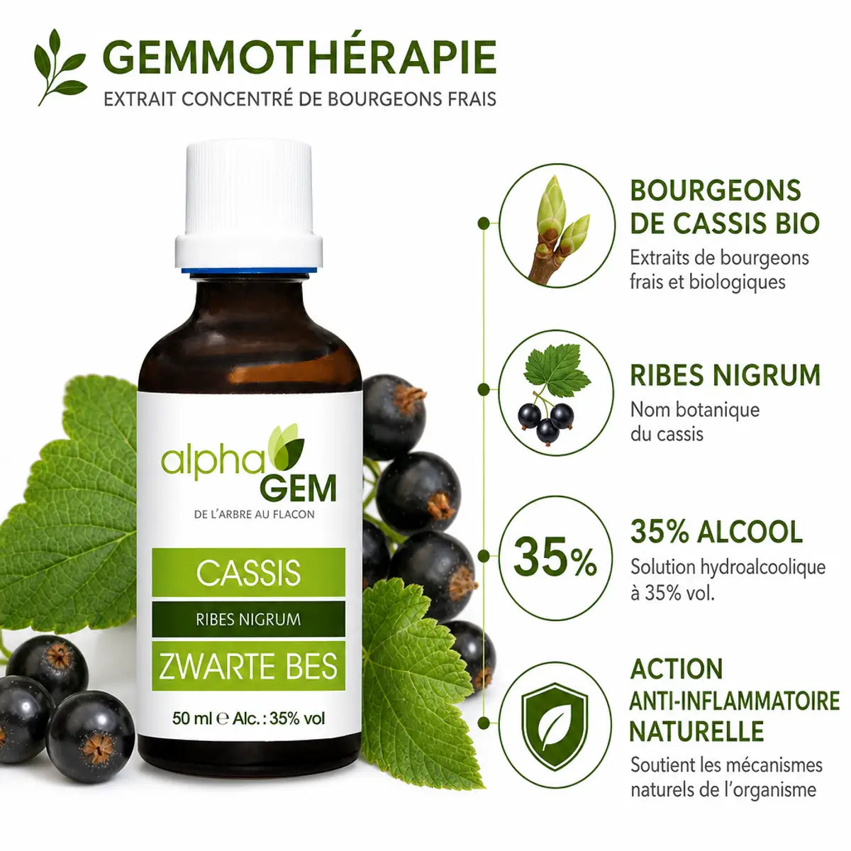Bourgeons Cassis Bio Alphagem - flacon de gemmothérapie avec baies et feuilles, action anti-inflammatoire