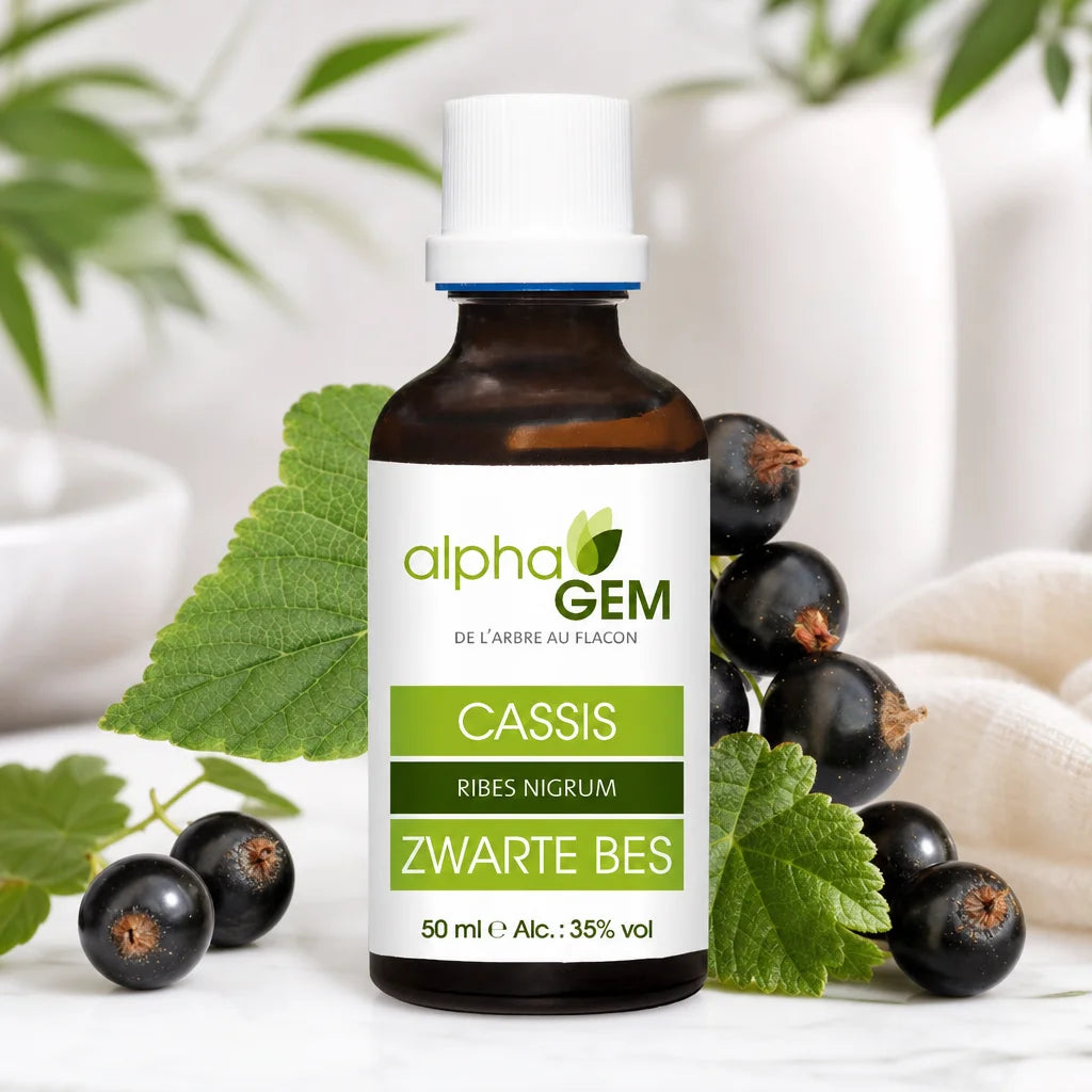 Bourgeons Cassis Bio Alphagem - flacon de gemmothérapie avec baies et feuilles fraîches