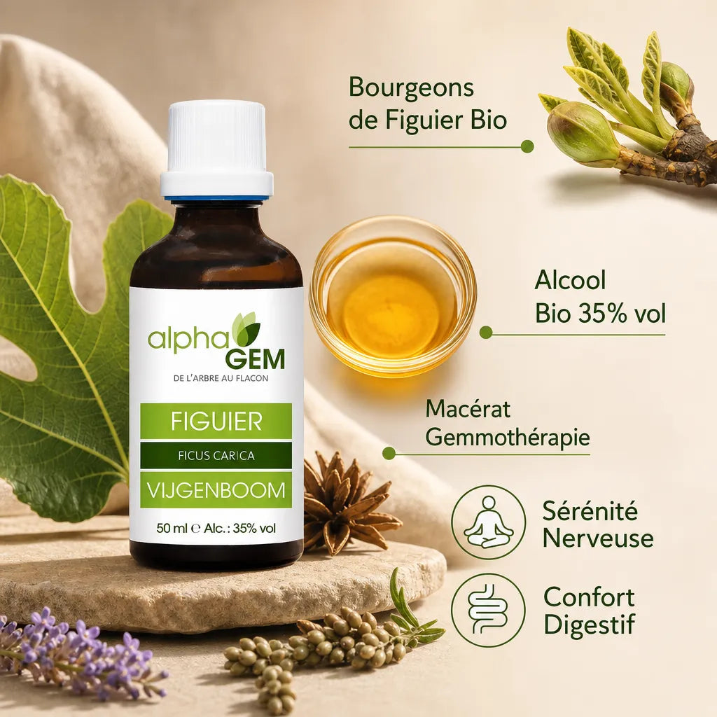 Bourgeons Figuier Bio Alphagem macérat gemmothérapie pour sérénité nerveuse et confort digestif