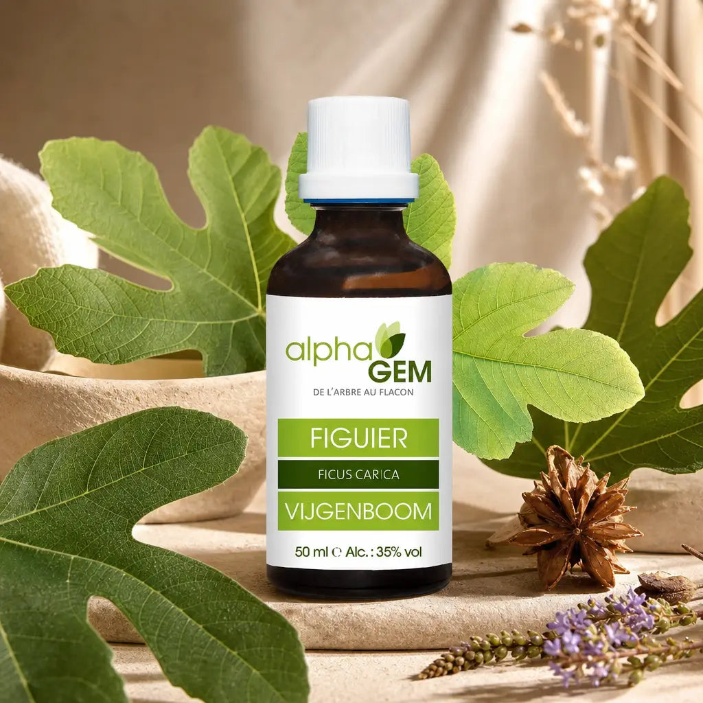 Flacon de Bourgeons Figuier Bio Alphagem entouré de feuilles de figuier frais sur fond beige clair
