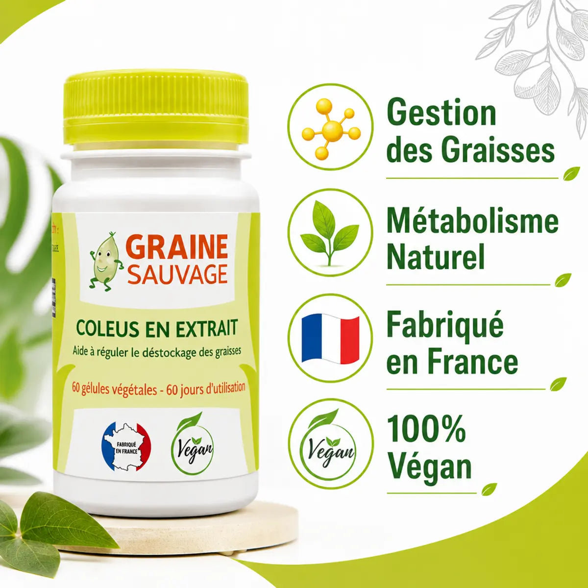 Coleus en Extrait 60 gélules avec bénéfices : gestion graisses, métabolisme, fabriqué France, végan