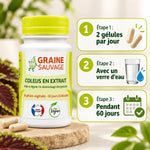 Coleus en Extrait 60 gélules Graine Sauvage avec guide d'utilisation 2 gélules par jour pendant 60 jours