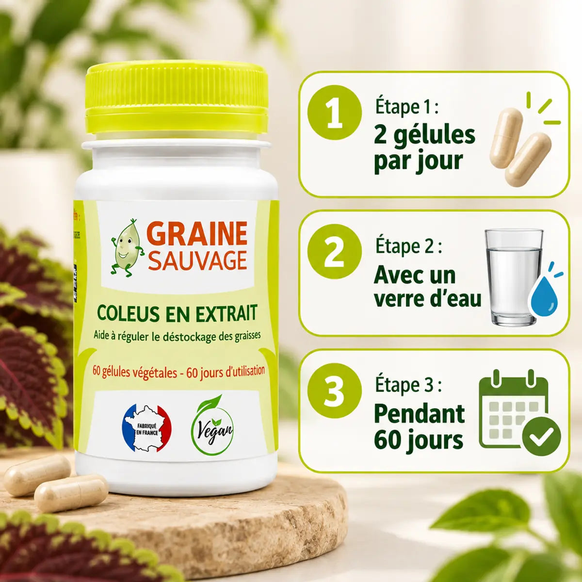 Coleus en Extrait 60 gélules Graine Sauvage avec guide d'utilisation 2 gélules par jour pendant 60 jours