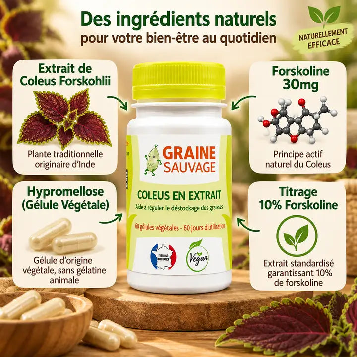 Coleus Forskohlii extrait 60 gélules Graine Sauvage avec infographie ingrédients actifs