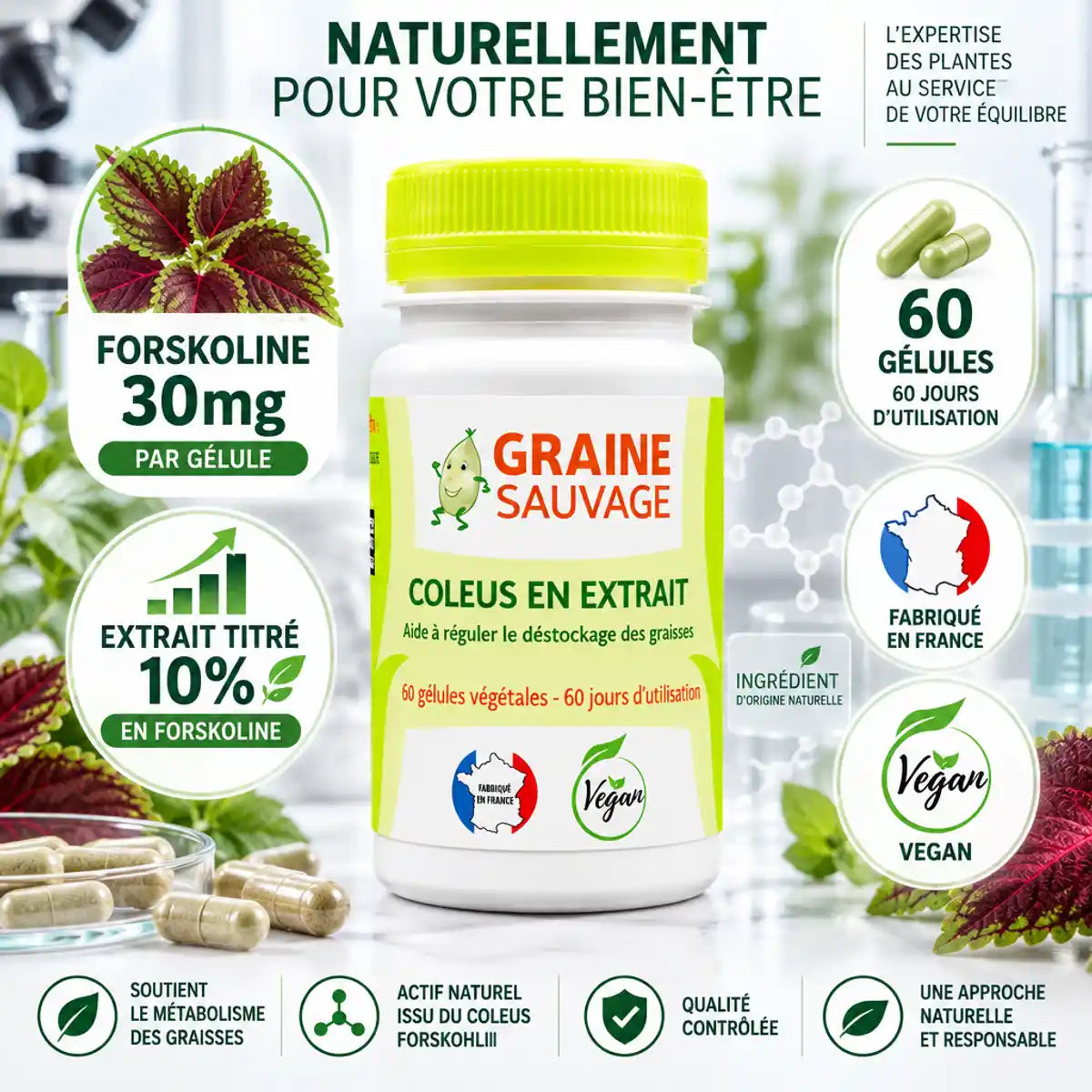 Coleus en Extrait 60 gélules Graine Sauvage - Forskoline 30mg extrait titré vegan fabriqué France