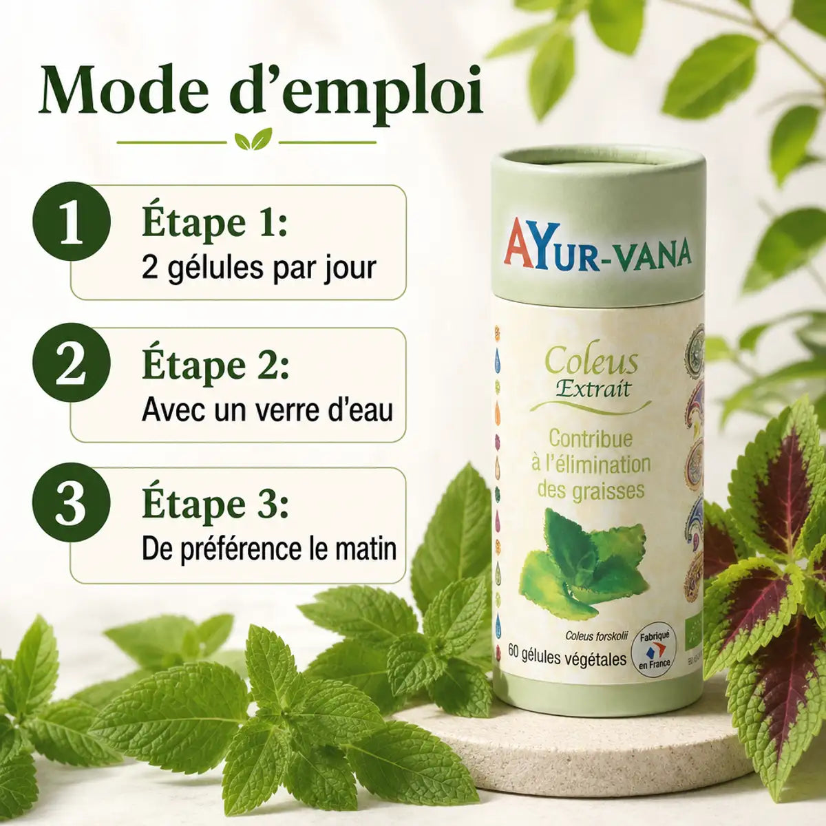 Coleus Forskohlii AyurVana 60 gélules avec mode d'emploi et dosage 2 capsules par jour