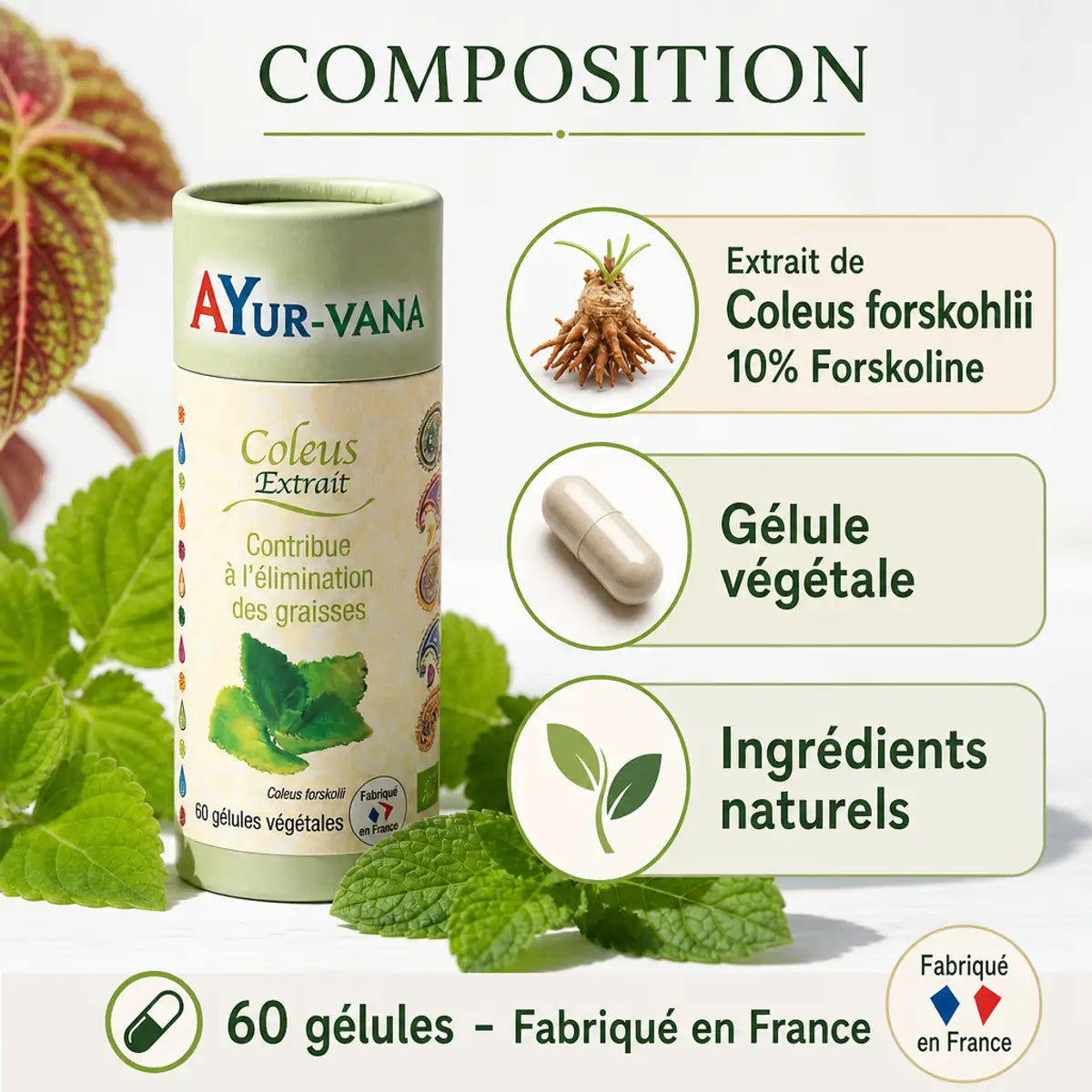 Complément Coleus Forskohlii Forskoline 60 gélules AyurVana avec composition naturelle et ingrédients