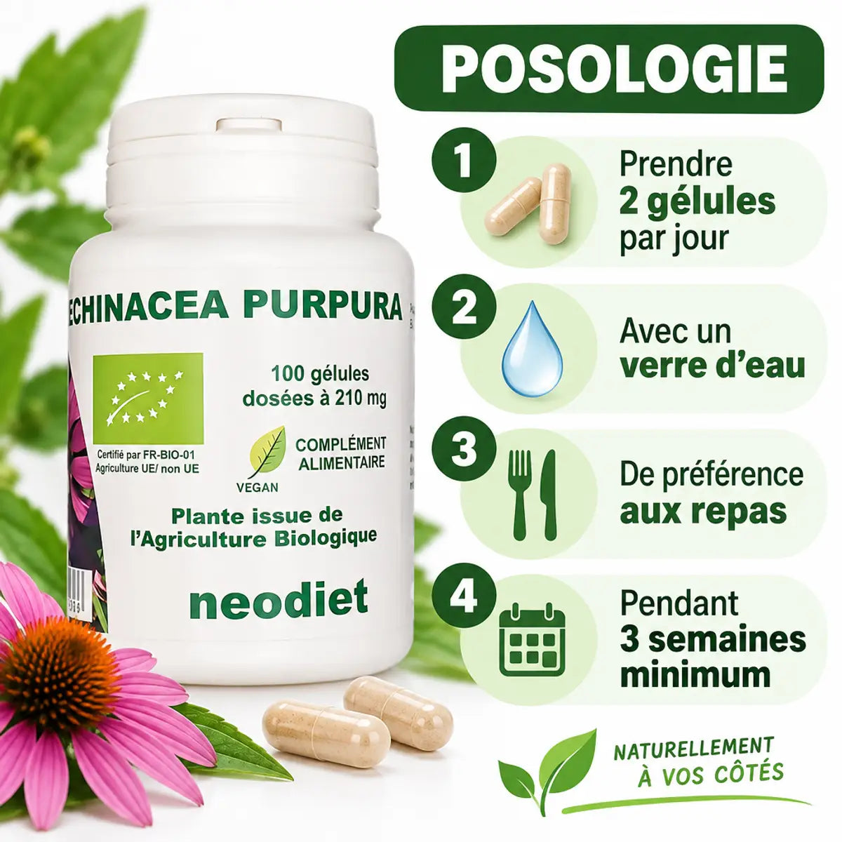 Echinacea 210 mg Bio Vital Osmose - 100 gélules avec posologie et mode d'emploi