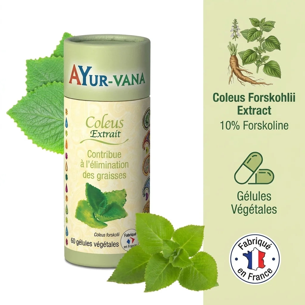 Extrait Coleus Forskohlii 10% forskoline en gélules végétales vegan Ayurvana