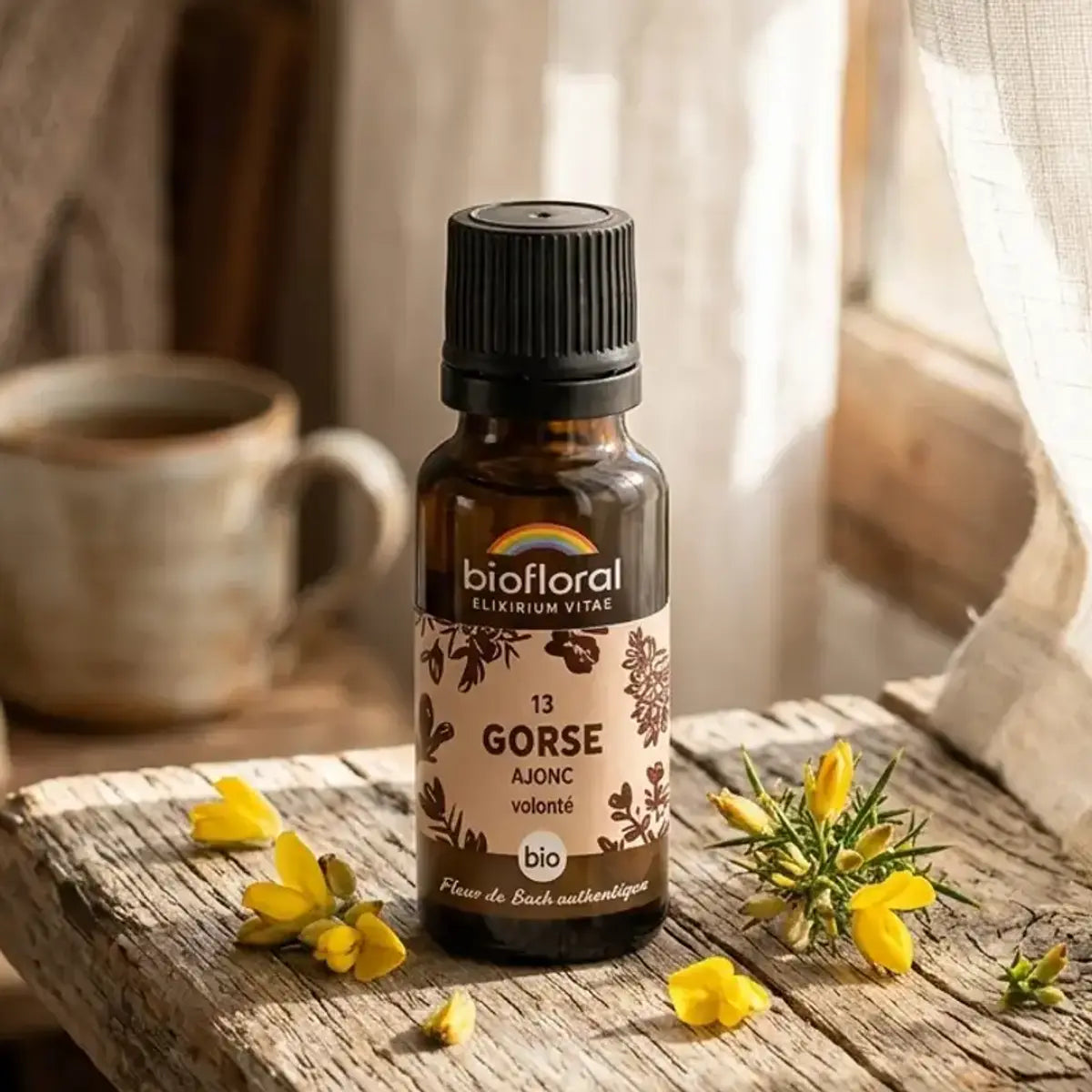 Fleur de Bach Ajonc Bio en granules Biofloral : flacon ambré sur un rebord de fenêtre en bois, fleurs d'ajonc jaunes