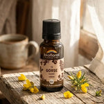 Fleur de Bach Ajonc Bio en granules Biofloral : flacon ambré sur un rebord de fenêtre en bois, fleurs d'ajonc jaunes