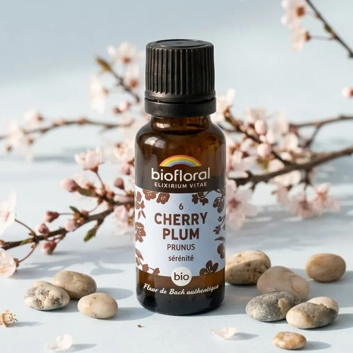Fleur de Bach Cherry Plum Biofloral en granules sur surface bleue avec fleurs de cerisier