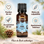 Infographie carrée de la fleur de Bach Pin Sylvestre Biofloral en granules : flacon ambré, pin sylvestre, bienfaits pour le pardon et l'apaisement