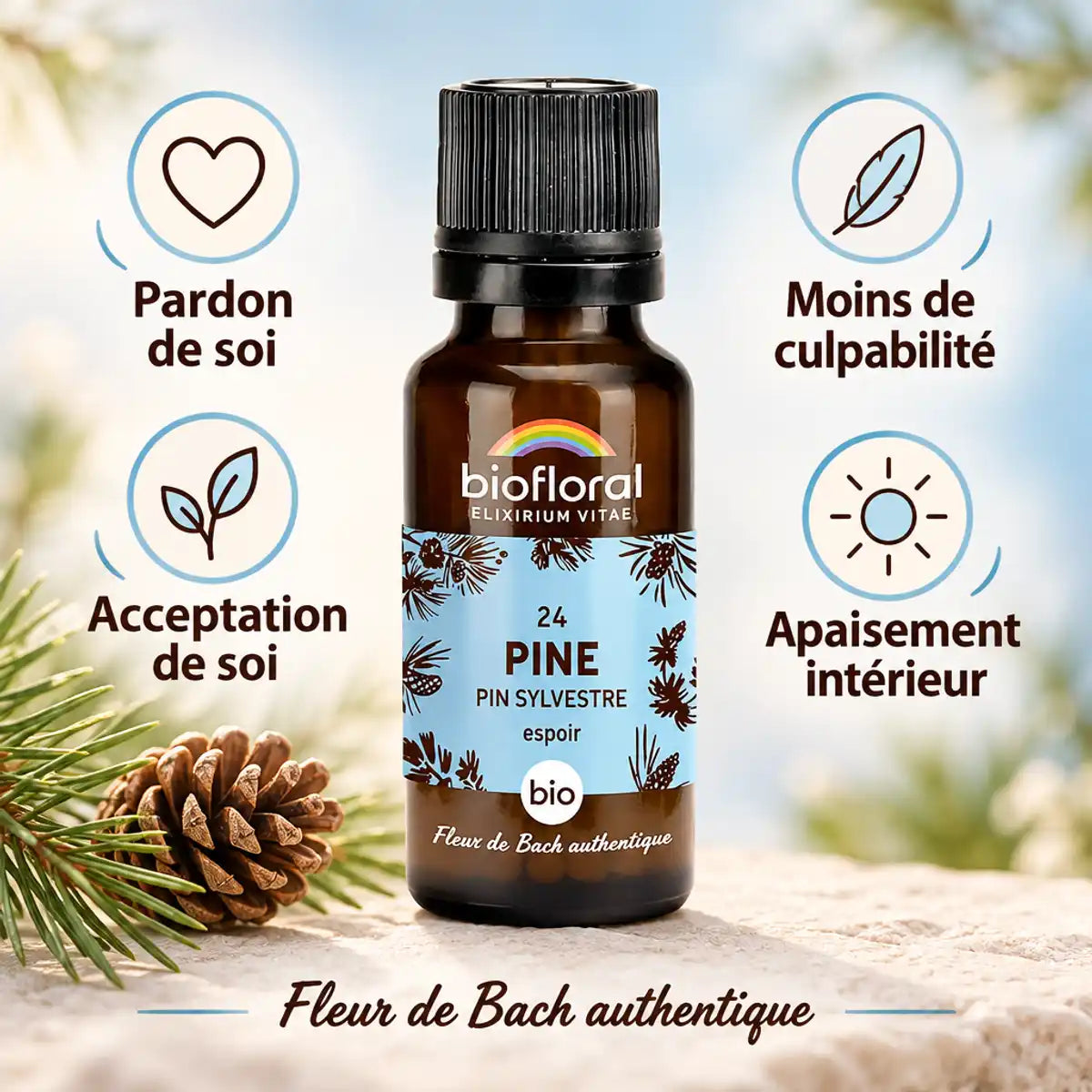Infographie carrée de la fleur de Bach Pin Sylvestre Biofloral en granules : flacon ambré, pin sylvestre, bienfaits pour le pardon et l'apaisement