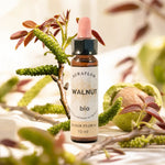 Fleur de Bach Noyer bio en compte-goutte avec branches de noyer et feuillage naturel