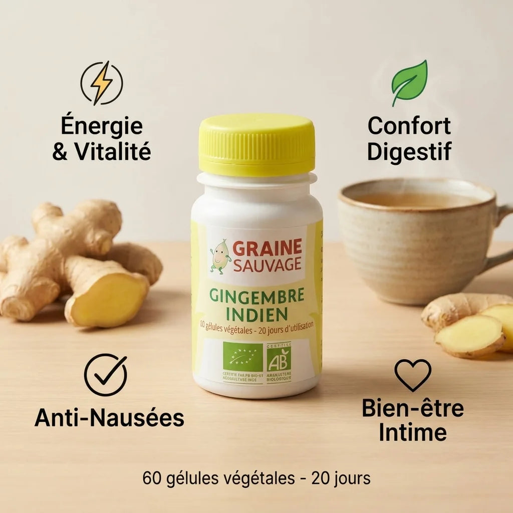 Gingembre indien bio en gélules Graine Sauvage avec bénéfices santé et bien-être digestif