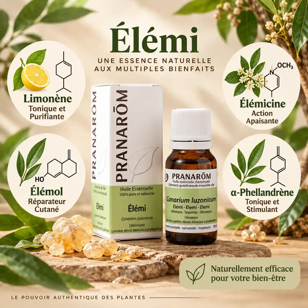 Huile essentielle d'Elémi Pranarom avec composants actifs : limonène, élémol, élémicine et alpha-phéllandrène