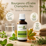 Macérat Bourgeons Érable Bio Alphagem - Soutien hépatique et drainage biliaire naturel