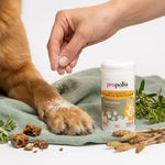 Poudre soin cutané Propolis Prêle Propolia application patte animal flacon blanc