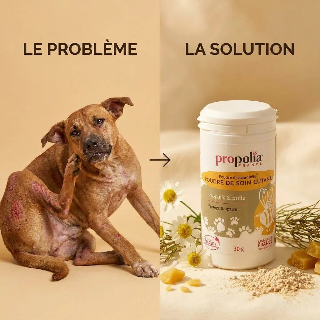 Poudre Propolia Propolis Prêle : avant-après soin cutané chien irrité et solution naturelle
