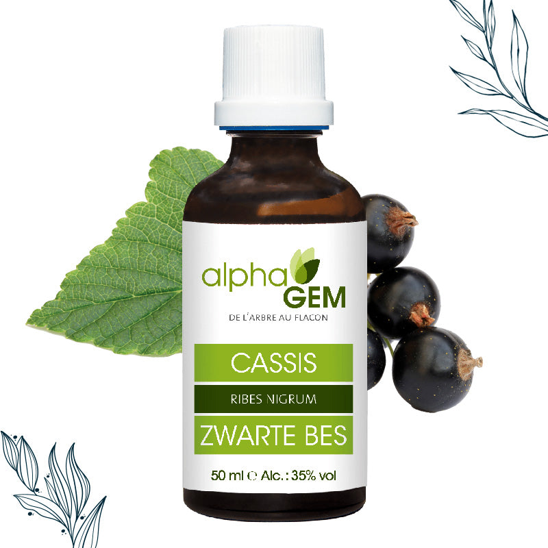 Bourgeons Cassis Bio - Alphagem