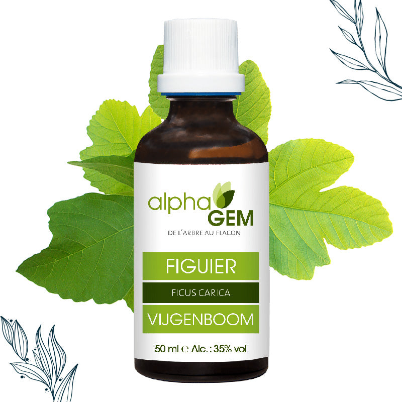 Bourgeons Figuier Bio - Alphagem