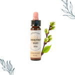 Compte gouttes de 10 ml de fleurs de bach bio de bourgeon de marronnier de la marque Dioter