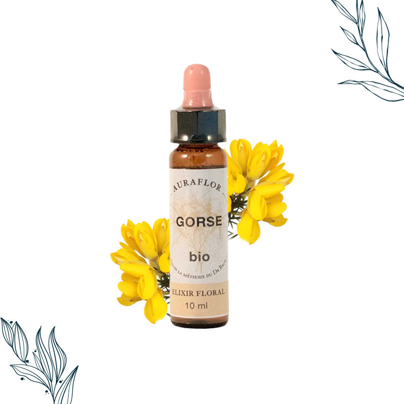 Fleurs de Bach Bio Ajonc en compte-gouttes