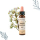 Fleurs de Bach Bio Marronnier Blanc en compte-goutte