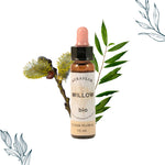 Compte-goutte de 10ml de fleurs de bach bio de Saule de la marque Dioter