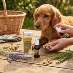 Spray cutané Propolis Miel Romarin Propolia avec chien en soin naturel en extérieur
