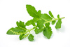 Feuilles de Krishna Tulsi