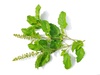 Feuilles de Rama Tulsi