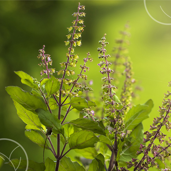 Photo de la plante Tulsi