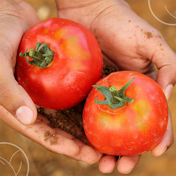 Photo de tomates fraîchement récoltées