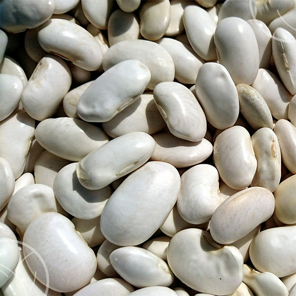Photo de haricots blancs